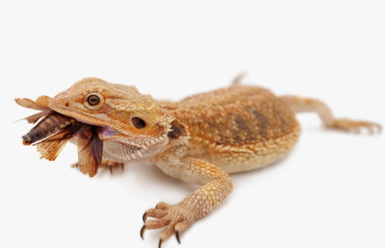 Reptile Diet Trends in 2025
